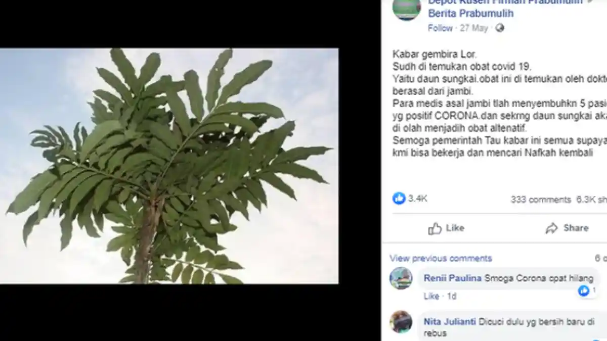 VIRAL Daun Sungkai Diklaim Mampu Sembuhkan Pasien Covid-19, Ini Penjelasan IDI