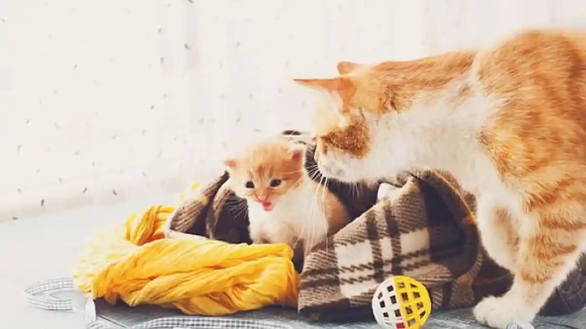 100 Inspirasi Nama Kucing Dalam Bahasa Korea yang Lucu dan Menggemaskan