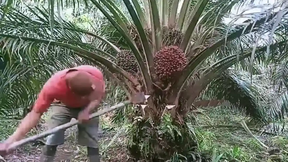 Masuki Pekan Kedua Agustus 2025, TBS Sawit di OKI Rp 2.400 Per Kilogram.
