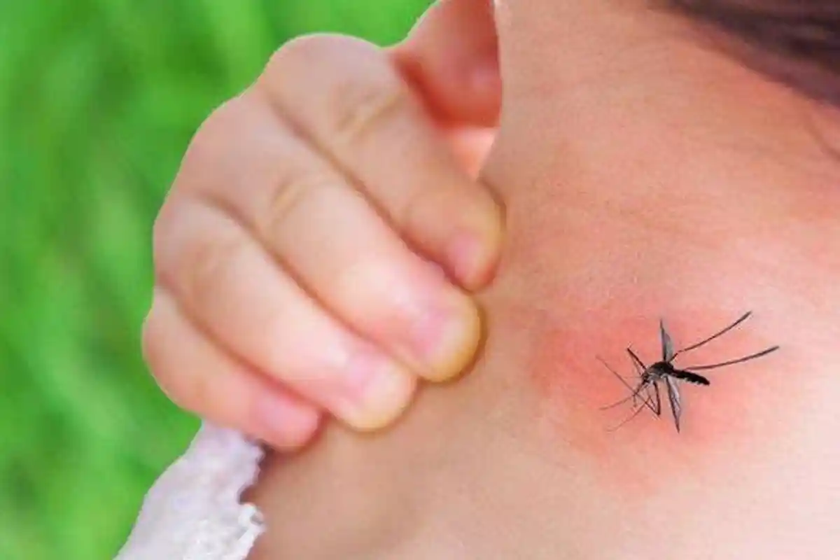 DBD di Ponorogo Makan Korban Jiwa, 2 Pasien Anak Meninggal Dunia, Dinkes Ingatkan Jaga Kebersihan