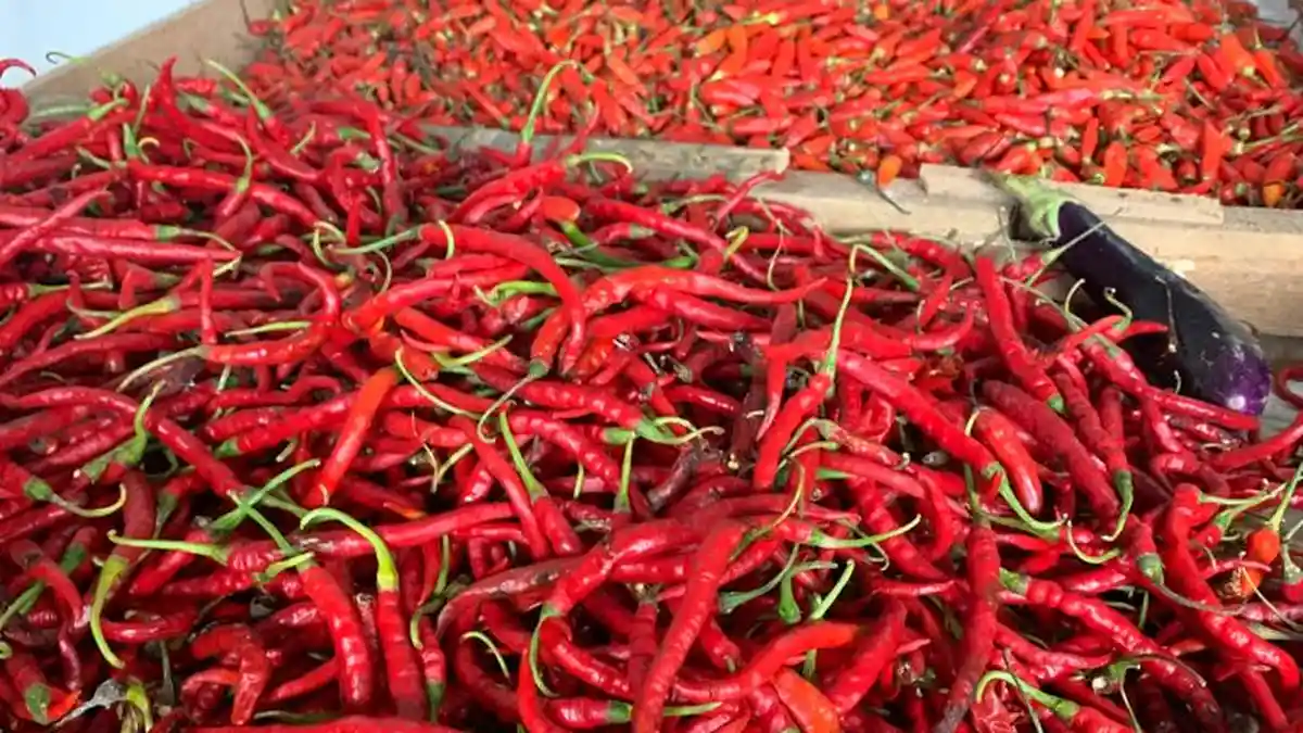 Belum Turun, Harga Cabai di Kutim Masih Rp 130 Ribu per Kilogram