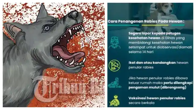 Kronologi ASN di Kupang Tewas Akibat Rabies, 2 Kali Digigit Anjing, Takut Air dan Cahaya