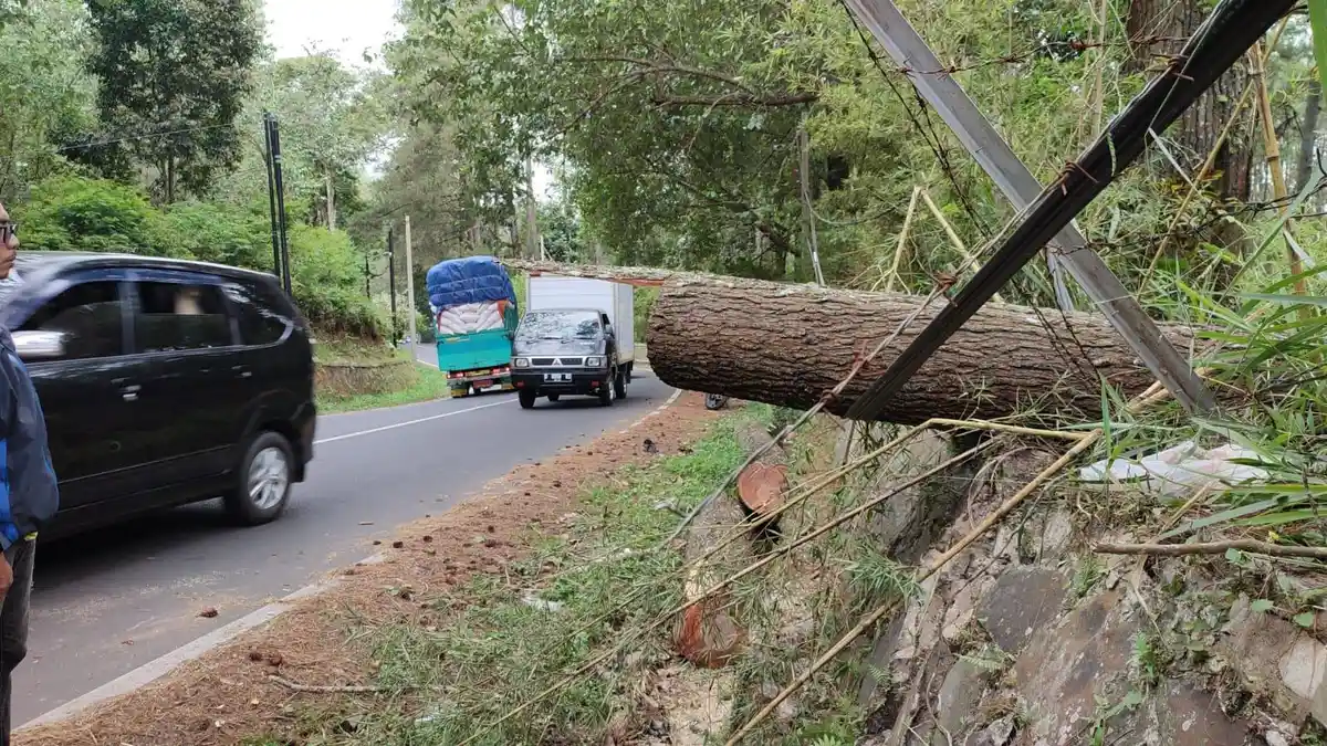 Pengendara Motor Tewas Tertimpa Pohon Tumbang di Cikole Lembang, Ini Kronologinya