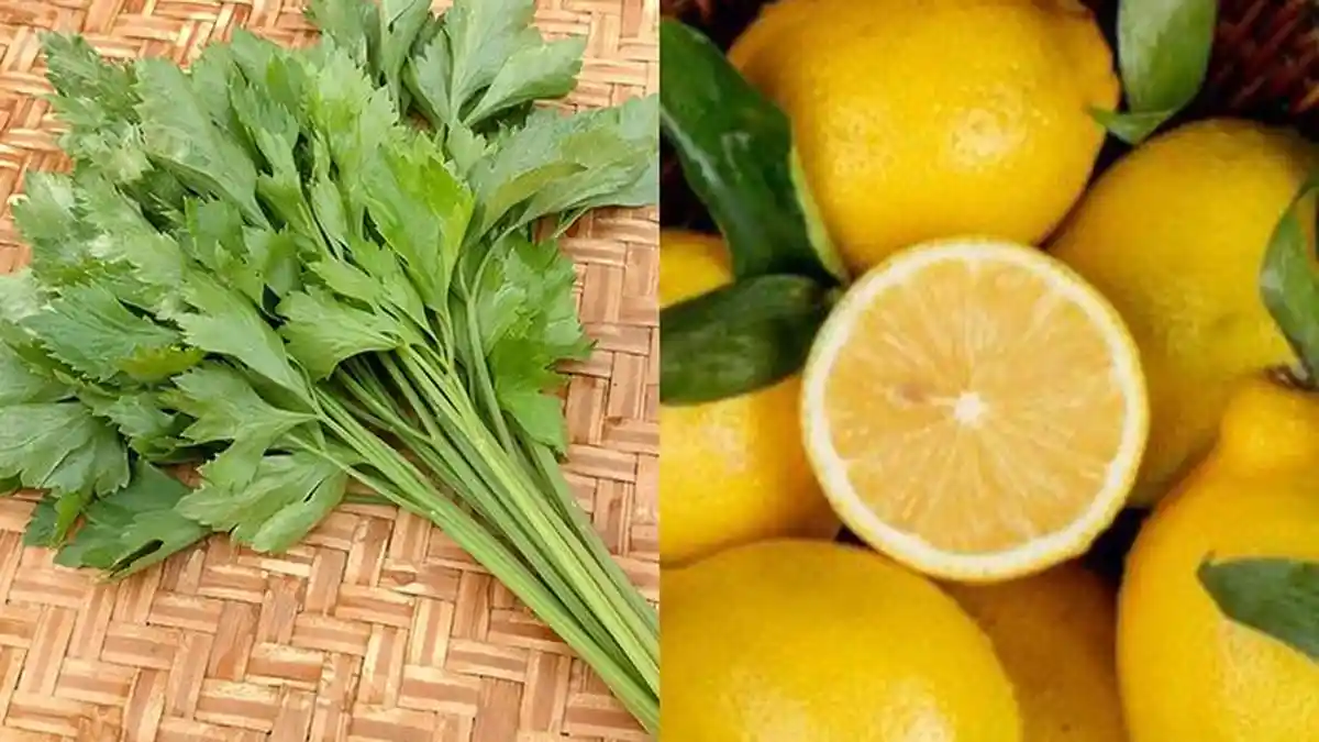 Air Rebusan Seledri dan Lemon Ampuh Obati Diabetes! Simak Panduan Resepnya