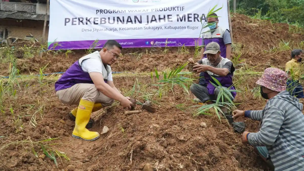 Mumpung Ramadan, Yuk Berwakaf! Kebun Jahe Merah di Bogor Ini Siap Jadi Ladang Amal