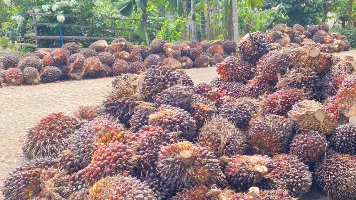 Harga Sawit Jambi Untuk Satu Minggu ke Depan Periode 2-8 September 2022
