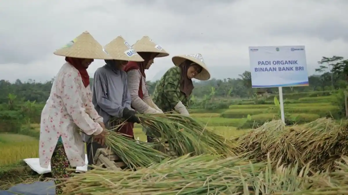 Pembiayaan Ultra Mikro Selamatkan Petani dari Jeratan Rentenir