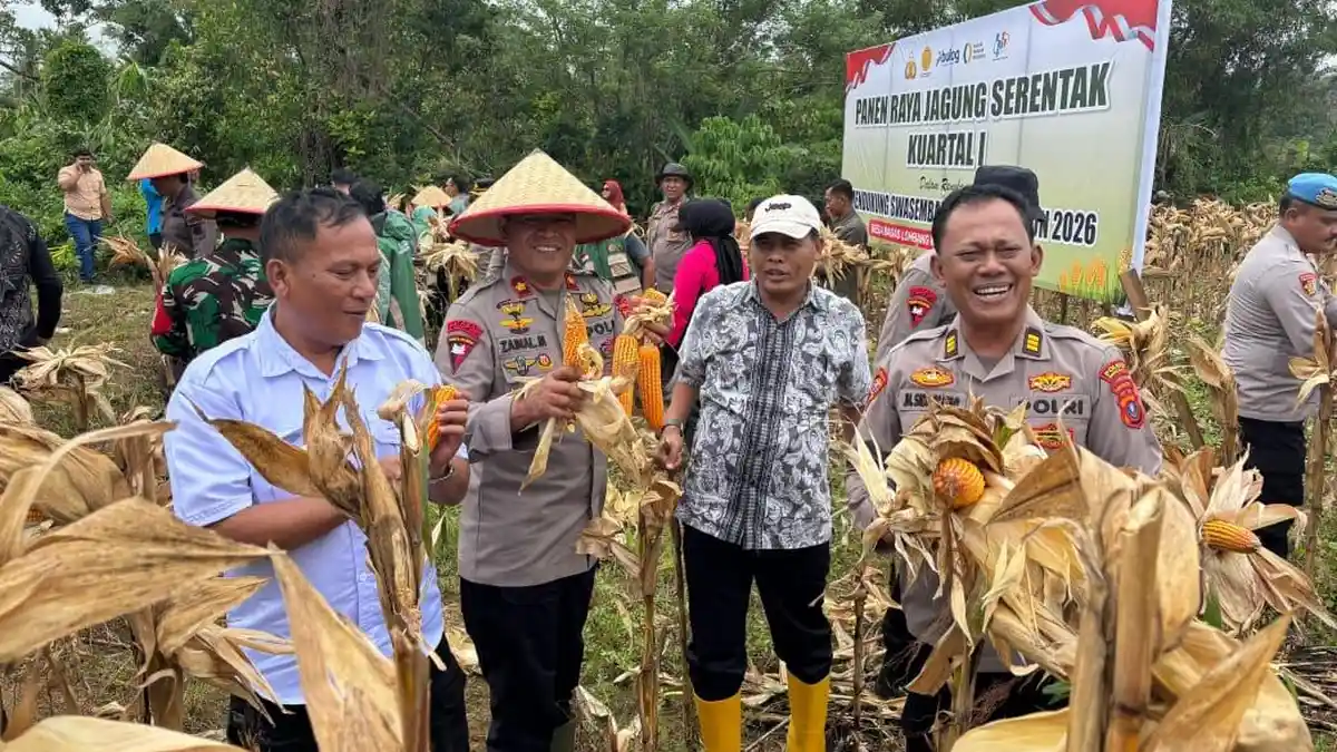 Panen Jagung di Sipirok, Brimob Polda Sumut Kawal Target Swasembada Pangan 2026