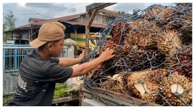 harga-sawit-komentar-bupati-kotim.jpg