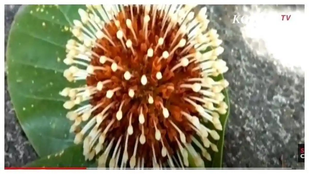 VIRAL Bunga Mirip Virus Corona Tumbuh di Bali, Ada Aroma Keluar, Dipercaya Bisa Sembuhkan Penyakit