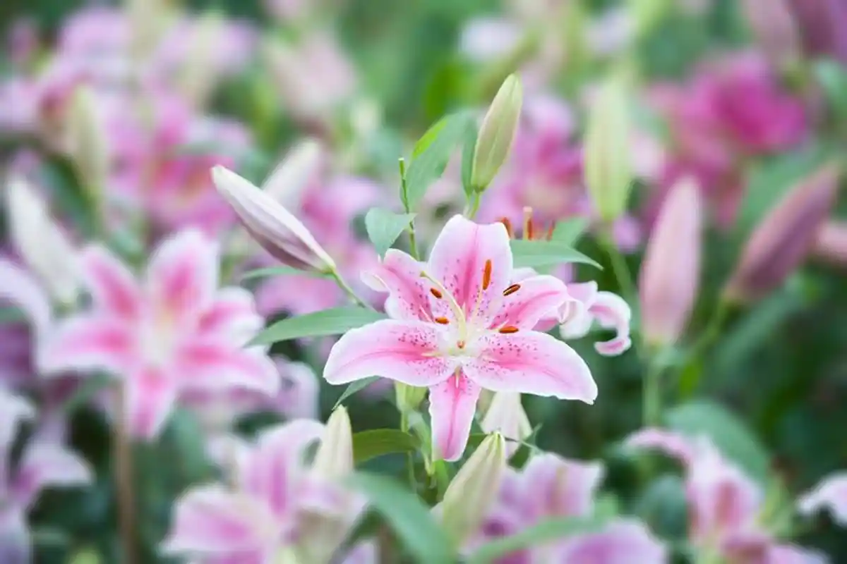 Arti Mimpi Memetik Bunga, Pertanda Buruk Jika Tertusuk Duri, Ini Tafsirannya