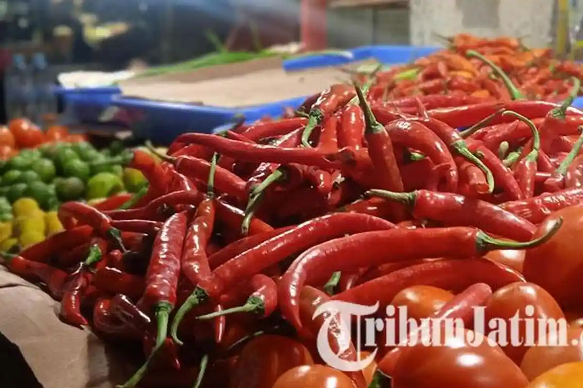 Baru Satu Minggu Turun, Harga Cabai Merah Besar di Jember Kembali Meroket, Tembus Rp 80 Ribu/Kg