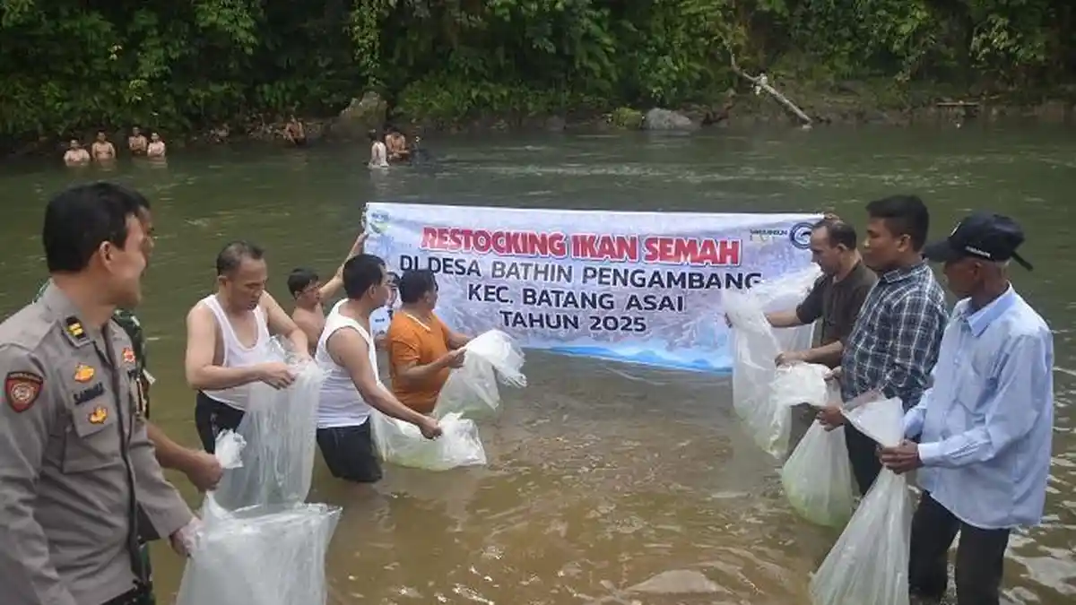 Usai Panen Lubuk Larangan, Bupati Sarolangun Tebar 5.000 Bibit Ikan Semah di Desa Batin Pengambang