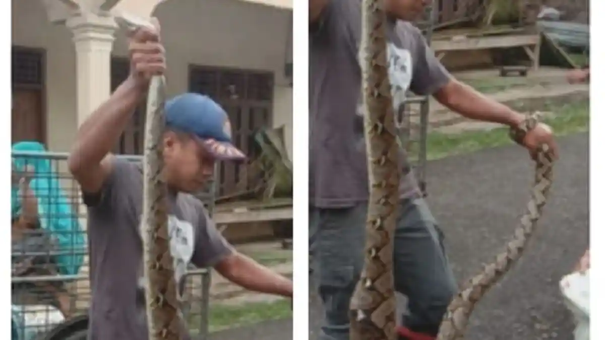 Petugas Pemadam Pos Peukan Bada Tangkap Ular Piton Sepanjang 3 Meter, Sudah Sempat Mangsa 2 Ayam