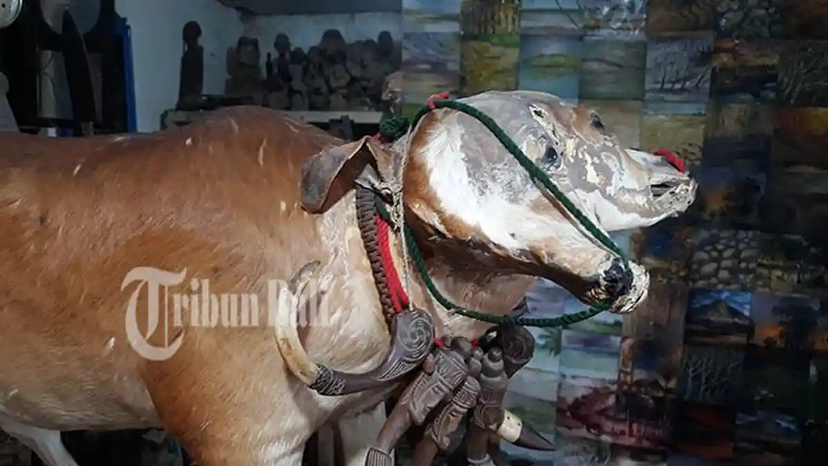 Nyata, di Pasar Ini Ada Awetan Sapi Berkepala Dua, Begini Kisahnya. . .