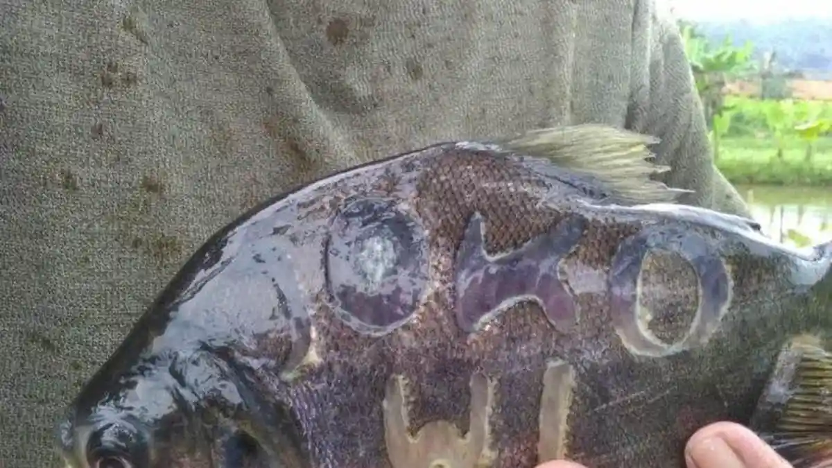 Ikan-ikan Bawal di Banyumas Ini Bertuliskan Jokowi-Prabowo, Kampanye Damai Ala Munajat