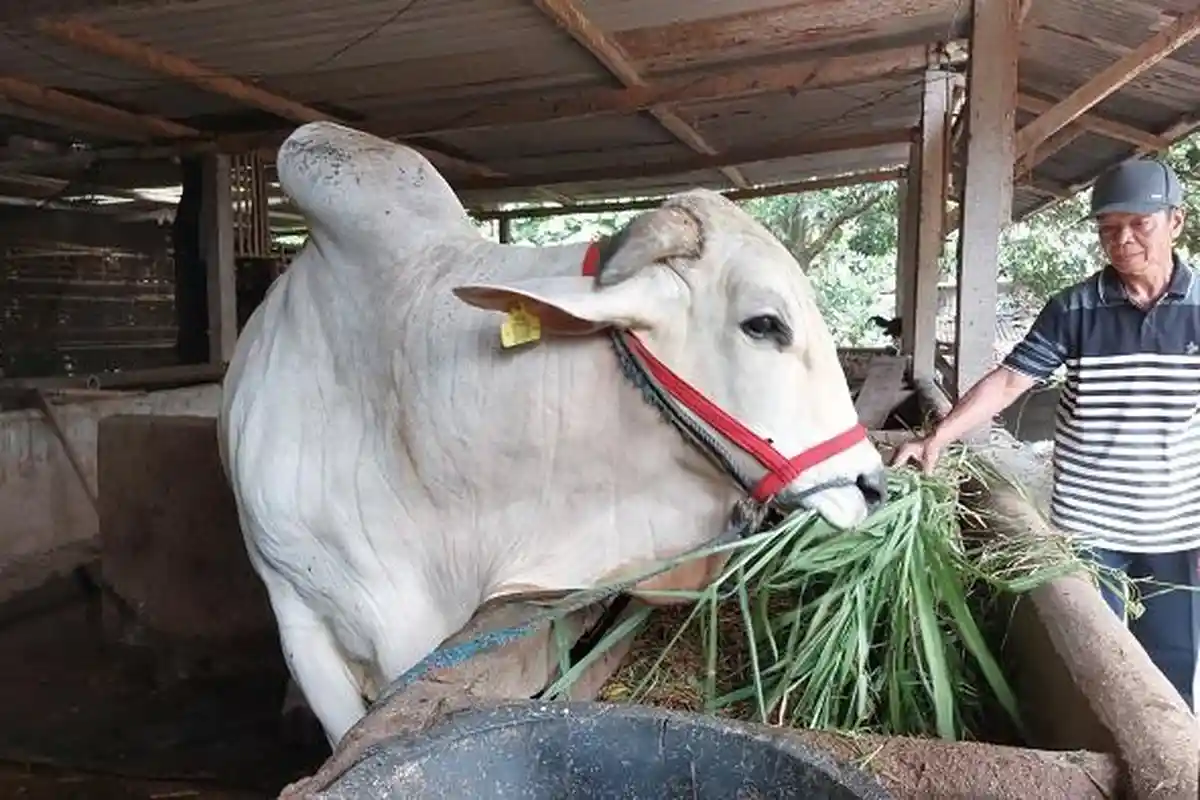 Peternak di Karanganyar Kecewa, Sapinya Batal Dibeli Presiden untuk Hewan Kurban: Bobot Kurang