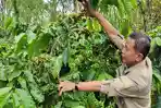 Harga-Kopi-Pagar-Alam-Mulai-Turun-Jadi-Rp-65-Ribu-Per-Kg-Sebelumnya-Nyaris-Sentuh-Harga-Rp-70-Ribu.jpg
