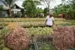 Petani Bawang Melakukan Panen di Aceh Besar