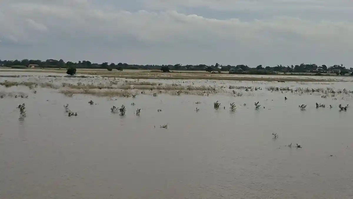 Ribuan Hektare Sawah Terancam Gagal Panen, Plt Bupati Bekasi Siagakan Alat Berat untuk Ratakan Ratusan Bangunan Liar