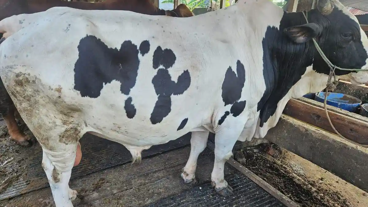Ditambah 1 Lagi, Prabowo Subianto Bagikan 19 Ekor Sapi Kurban di Sumsel