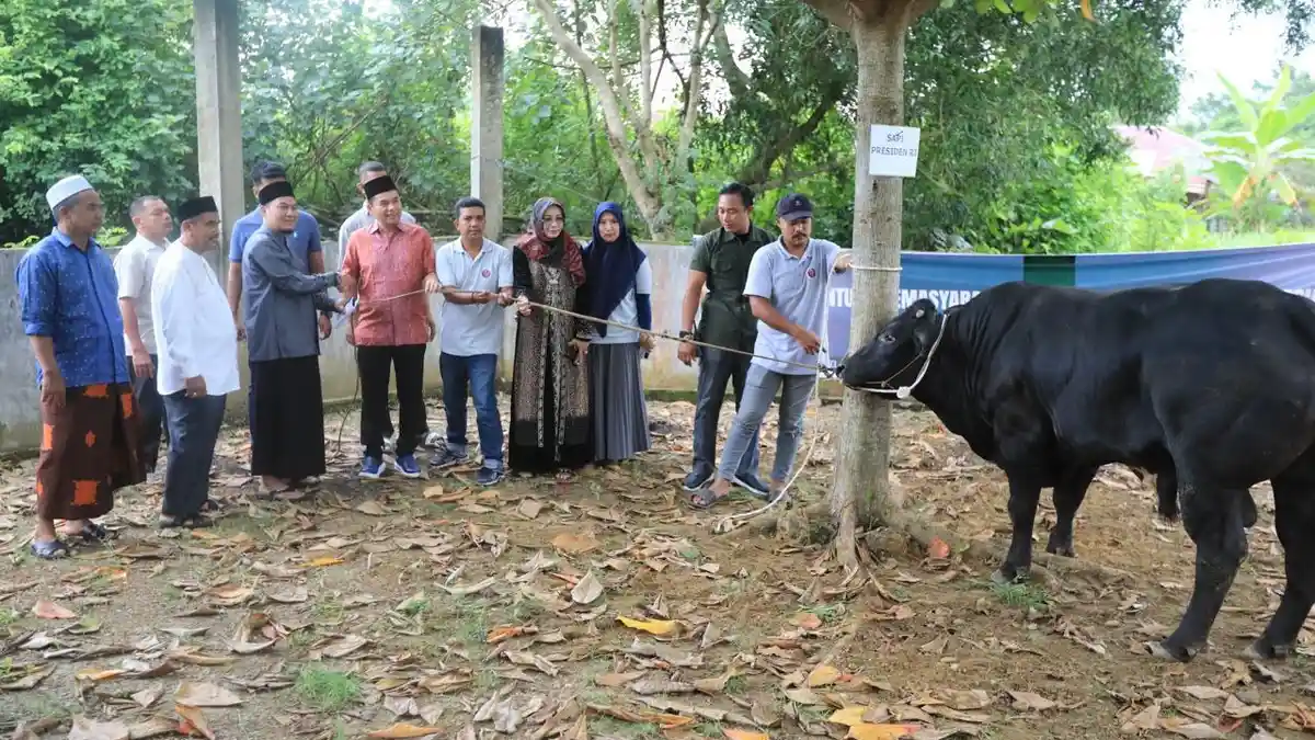 Bobot Sapi Kurban Bantuan Presiden RI ke Lhokseumawe Capai 800 Kilogram