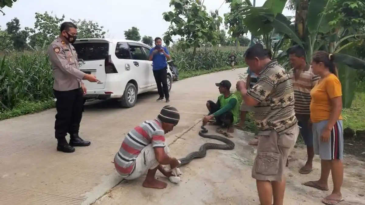 Ular King Kobra Berukuran 4 Meter Melingkar di Pohon Pisang, Kemunculannya Bikin Resah Warga
