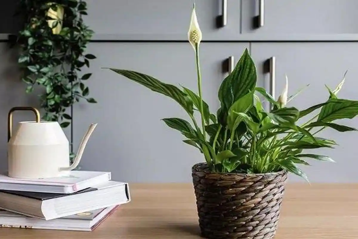 Rekomendasi 12 Tanaman Hias Berdasar Zodiak, Dipercaya Mendatangkan Keberuntungan dan Rejeki