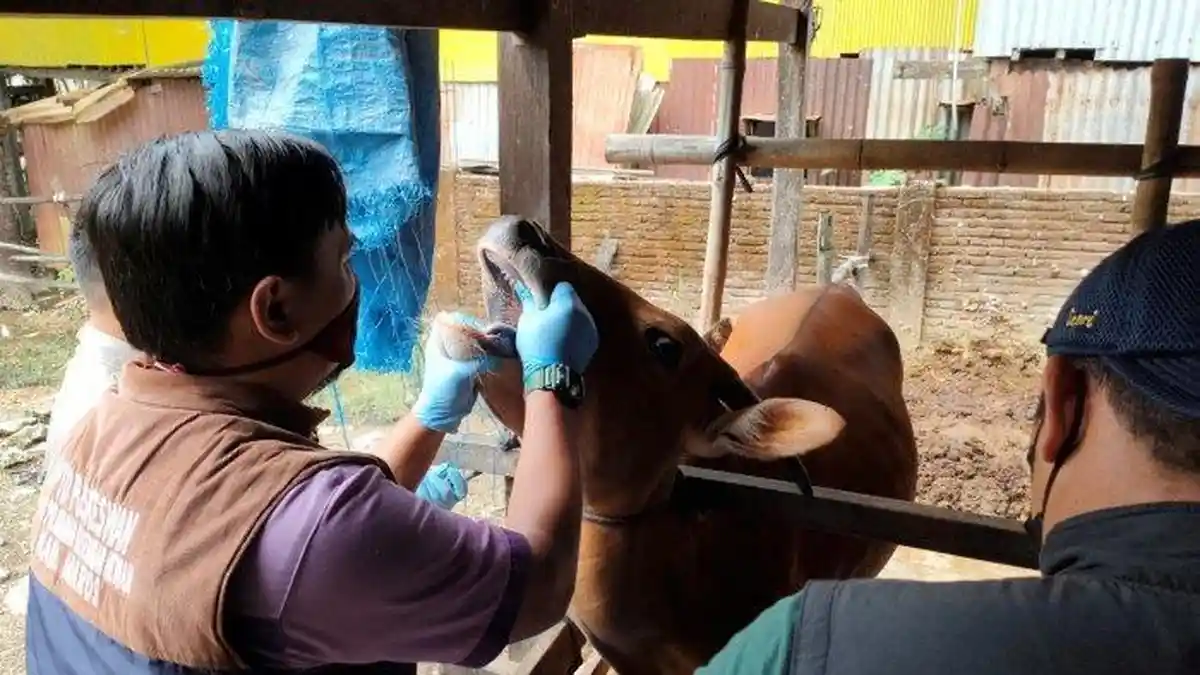 Pemkab Maros Siapkan 2.402 Hewan Kurban
