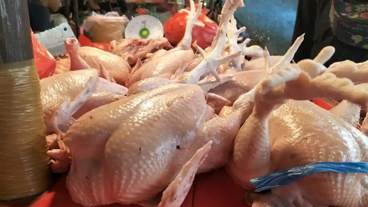Harga Daging Ayam Masih Murah di Pasaran Kota Jambi Rp 29 Ribu Per Kilogram