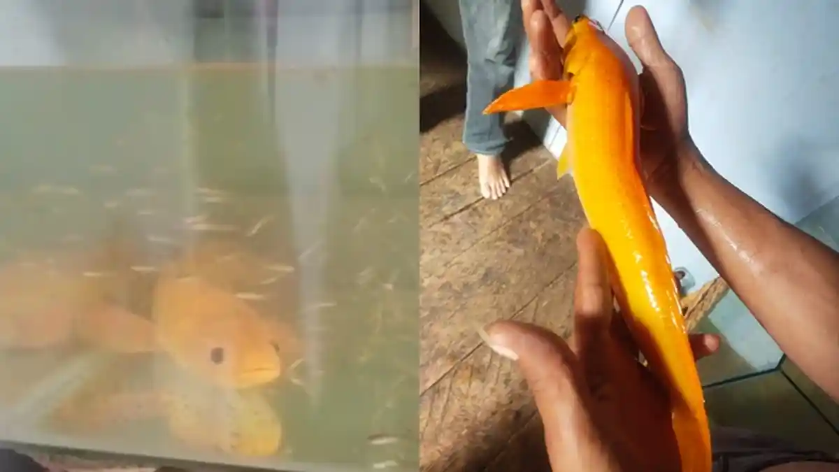 BERATNYA 500 Gram, Ikan Gabus Emas Alfian Diincar Banyak Orang: Induk dan Anakan Dipelihara