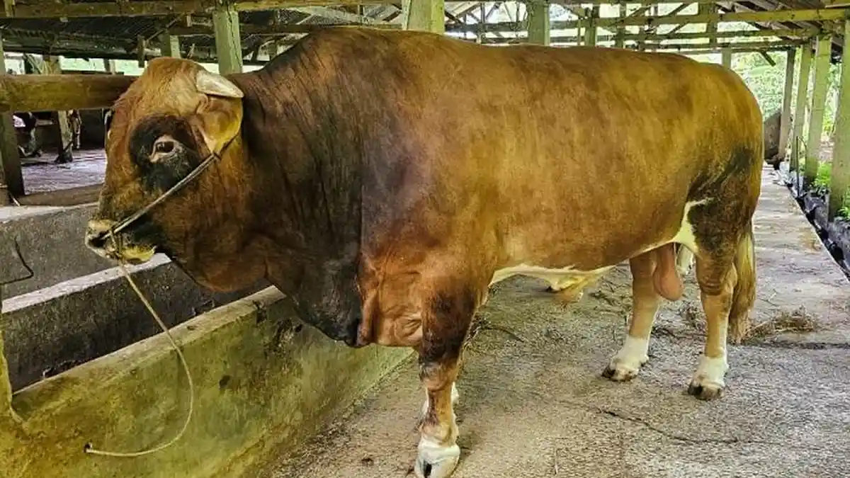 Sapi Kurban dari Jokowi untuk Sumbar Didatangkan Malam Ini, Disembelih Besok di Masjid Raya