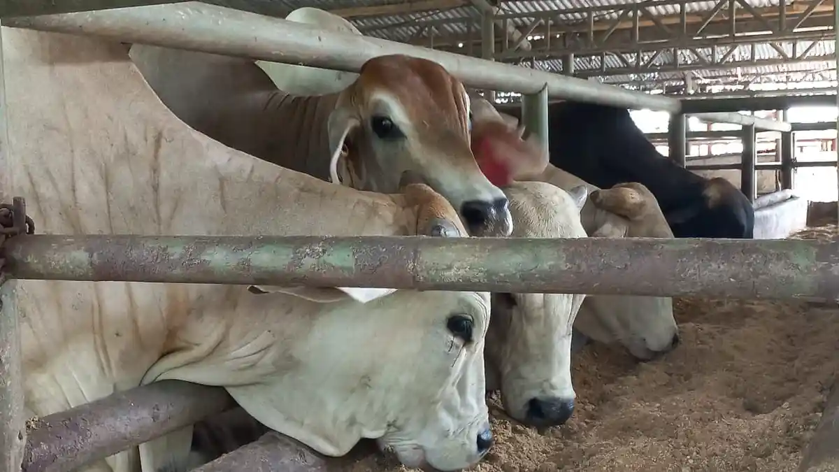 Dipasaran Seharga Rp 130.000 per Kilogram, Karkas Daging Sapi di RTH Hanya Rp 105.000 per Kilogram