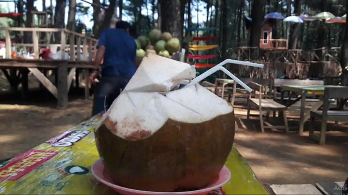 Nikmati Segarnya Kelapa Hijau di Gunung Pancar, Cukup Bayar Rp 20 Ribu