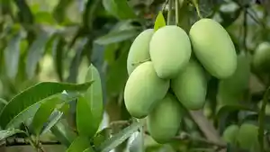 ILUSTRASI-Mangga-di-depan-rumah.jpg
