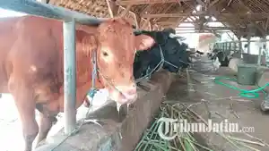 ilustrasi-sapi-ilustrasi-hewan-kurban-ilustrasi-Peternakan-sapi-dan-kambing.jpg