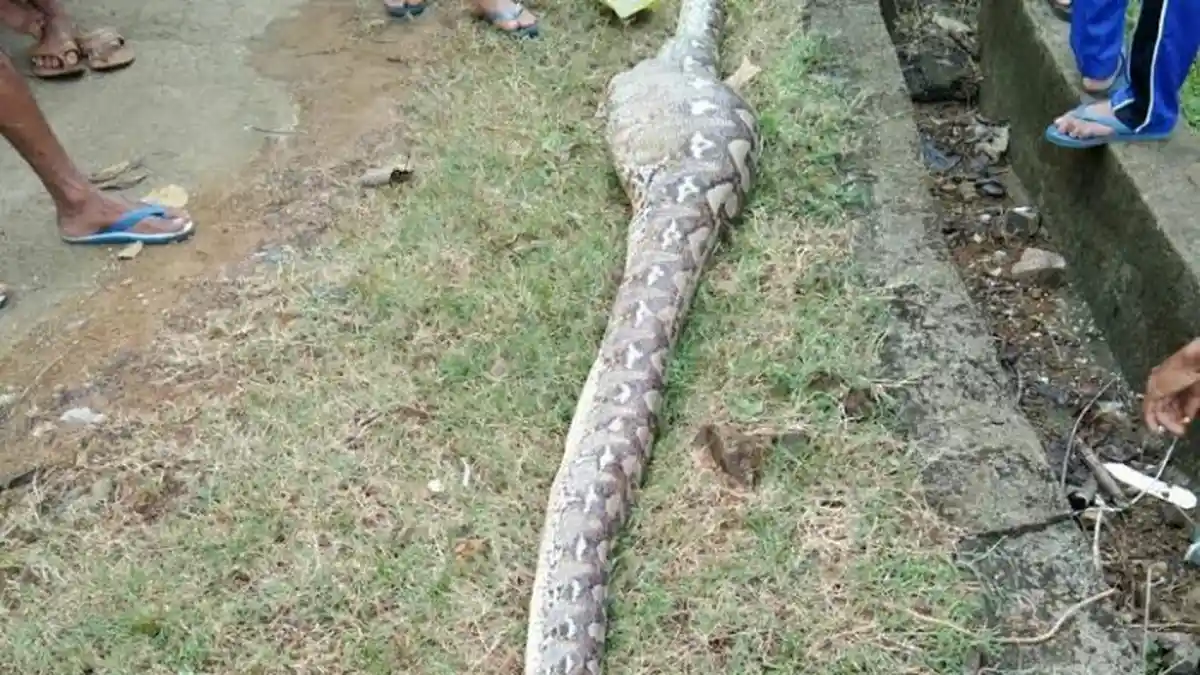 Ngeri, Ular Piton 5 Meter Lebih Kepergok Warga Telan Mangsa, Warga Langsung Belah Perut Ular