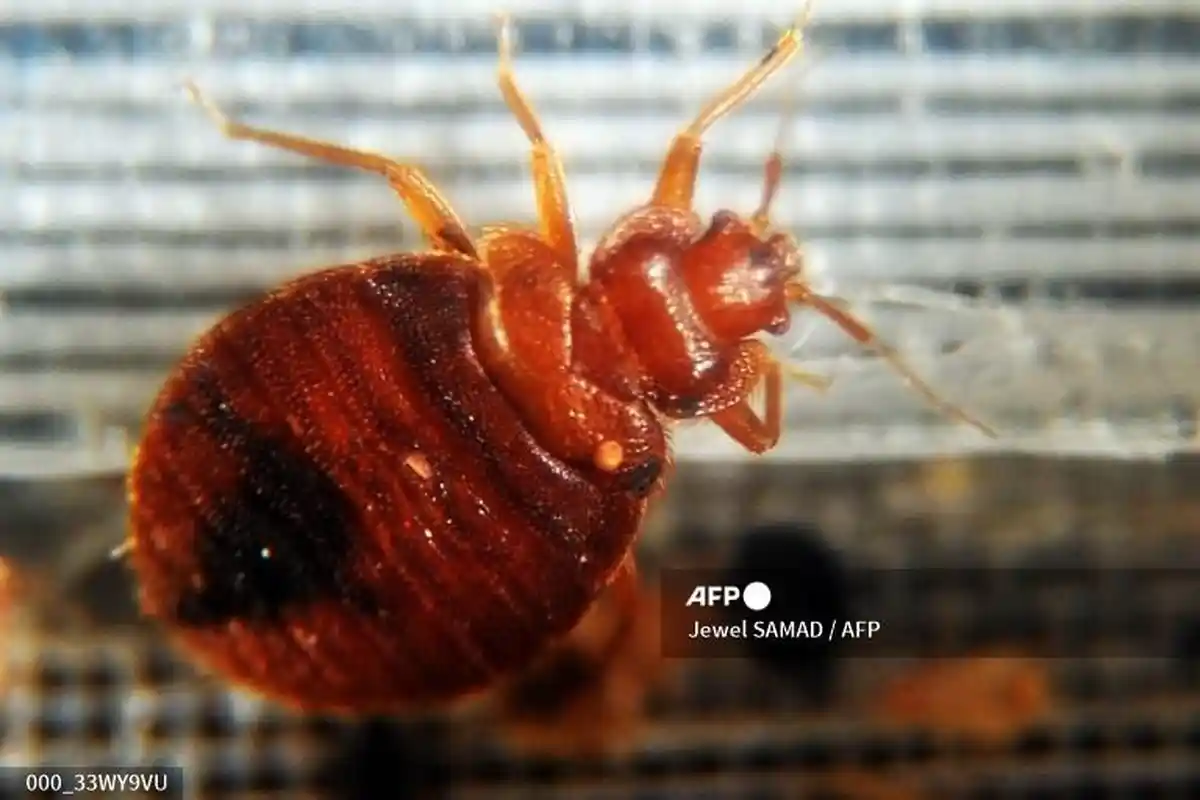 Mengenal Kutu Busuk, yang Saat Ini Mewabah dan Mulai Muncul di Singapura