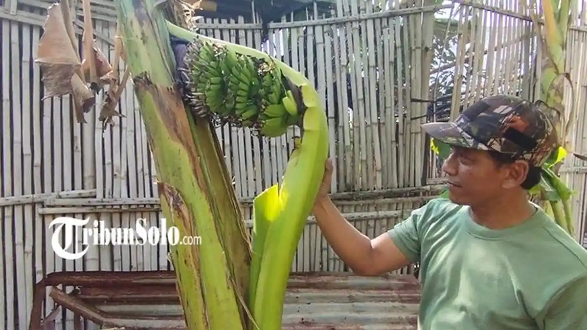 Potret Pohon Pisang Unik di Ceper Klaten Jateng, Buah Keluar dari Batang 
