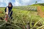 Proyek-Pineapple-Pathways-for-Suntainibi.jpg