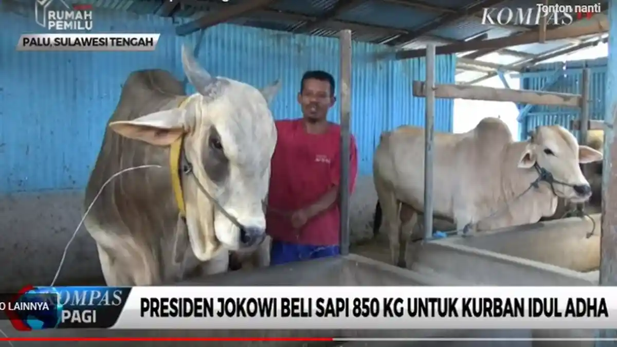 Beratnya 850 Kg, Sapi Kurban yang Dibeli Jokowi untuk Korban Gempa Donggala Ini Punya Nama Unik