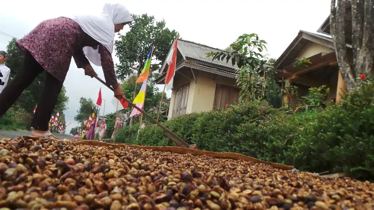 Produksi Kopi Turun di Tengah Lonjakan Konsumsi