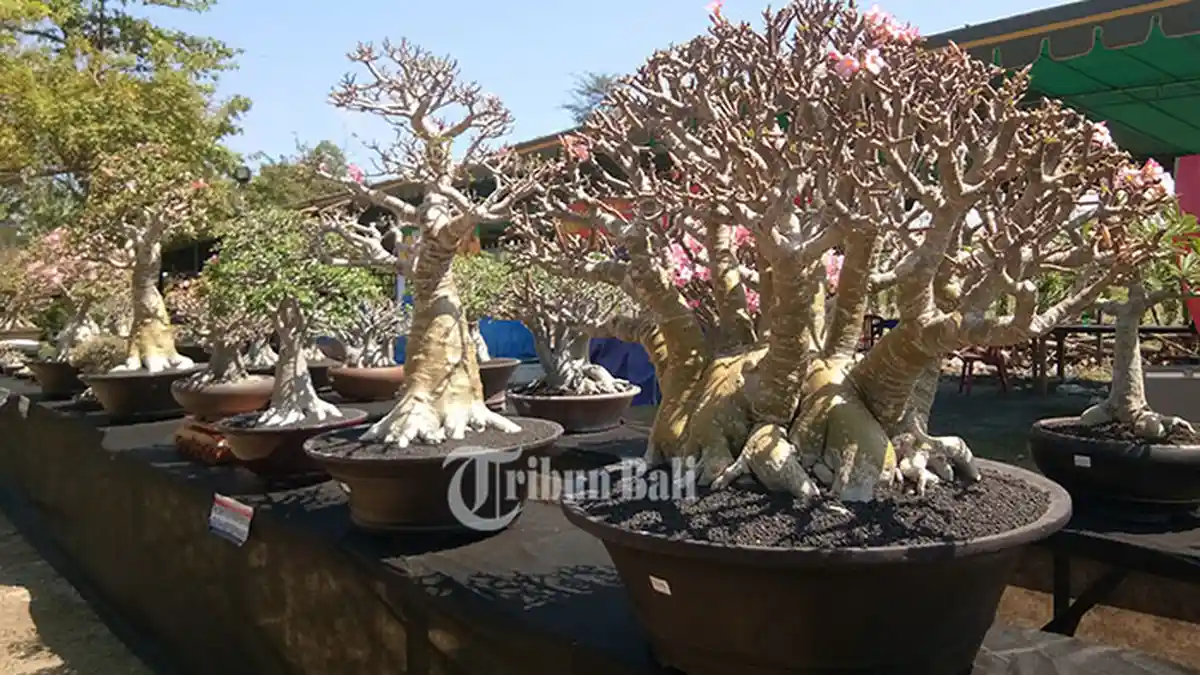 Cantik dan Langka, Tanaman Hias Termahal di Dunia, Ada yang Mencapai Rp18 Miliar