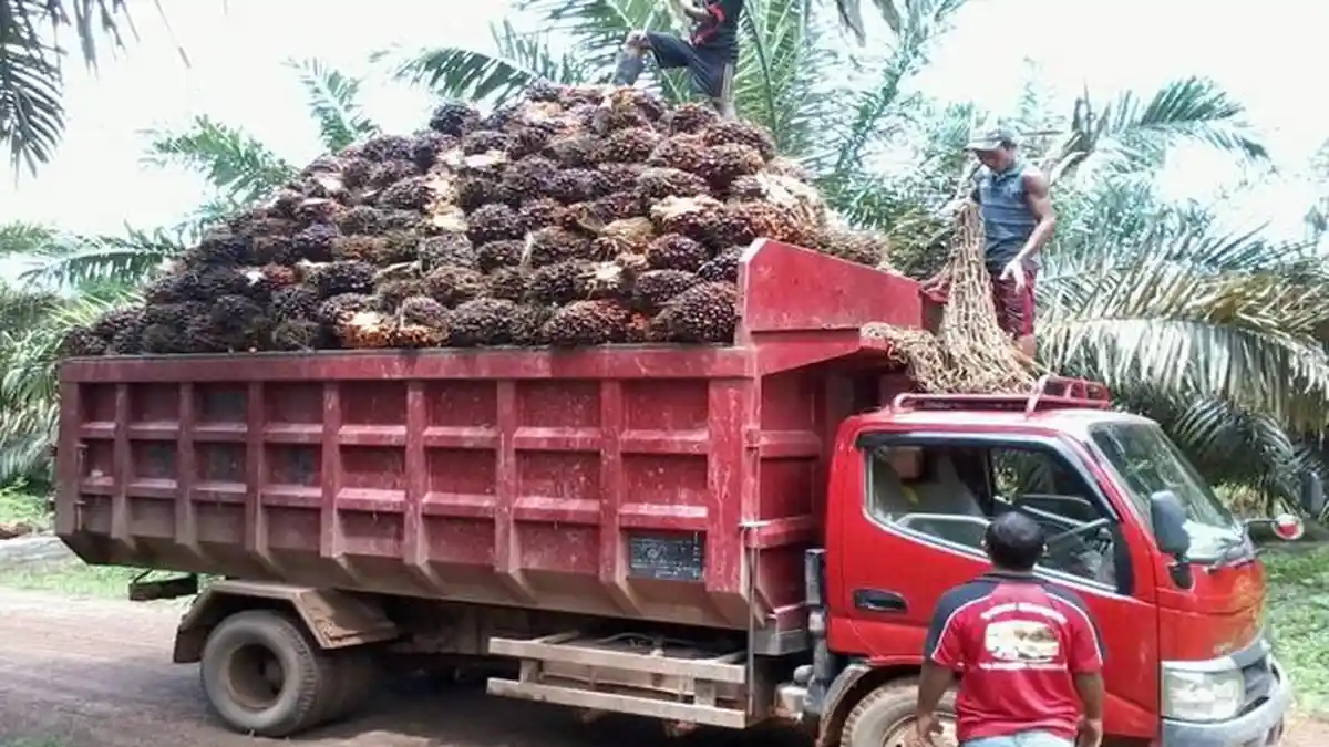 Petani Semringah, Harga TBS Sawit di OKI Sumsel Naik, Jadi Di Atas Rp 3.000 Di Tingkat Pabrik