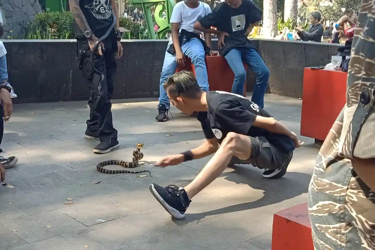 Komunitas Nero Reptil di Kota Bandung, Edukasi Masyarakat Soal Ular