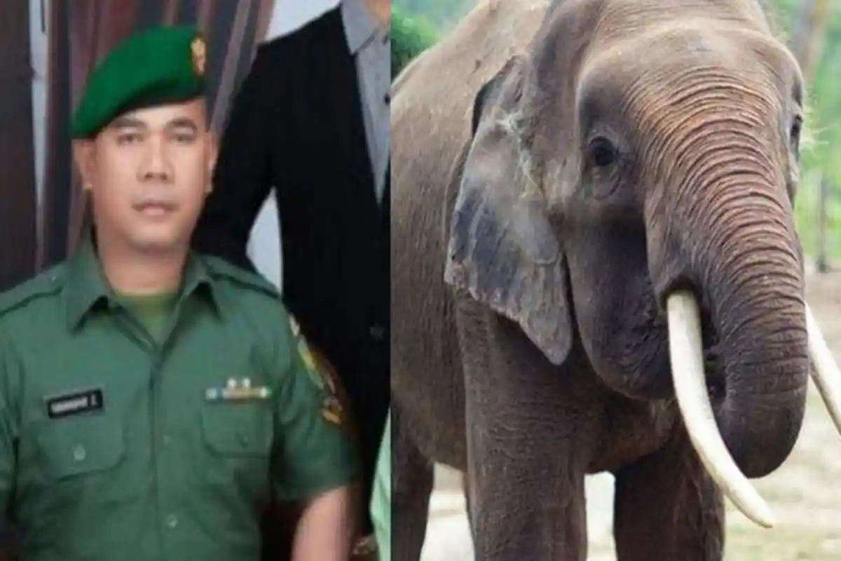 Anggota TNI Iskandar Zulkarnain Tewas Diserang Gajah Liar