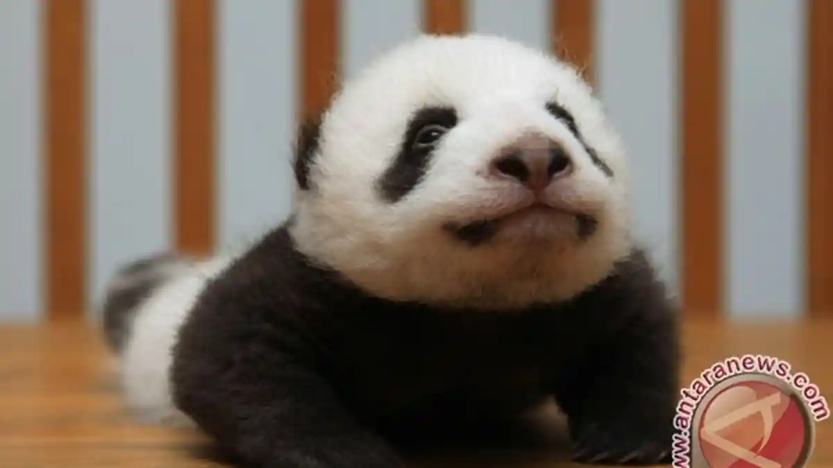 Inilah Bei Bei si Anak Panda Lucu Penghuni National Zoo