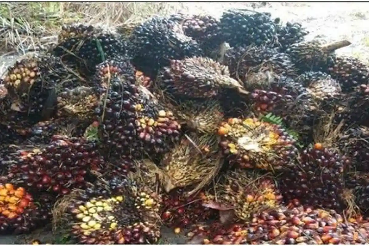 Harga Sawit Palembang: Harga TBS Sawit Hari Ini di Muratara Tingkat Petani, Disuplai ke 3 Pabrik