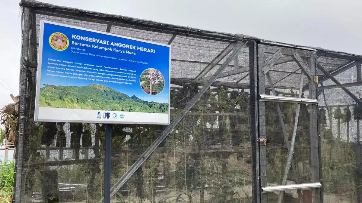 Tak Cepat Puas, Konservasi Anggrek Merapi di Gumuk Boyolali akan Terus Berinovasi
