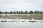 Sungai Tuntang Jebol, 1.842 Hektare Sawah di Grobogan Terendam Banjir: Petani Bisa Klaim Asuransi